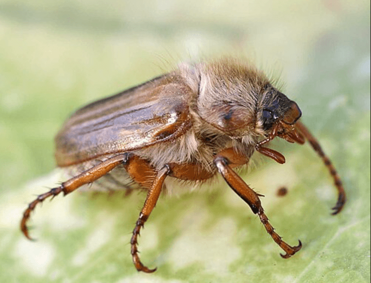 Junikäfer