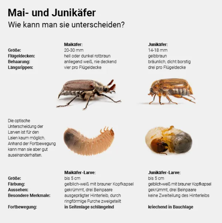 Junikäfer